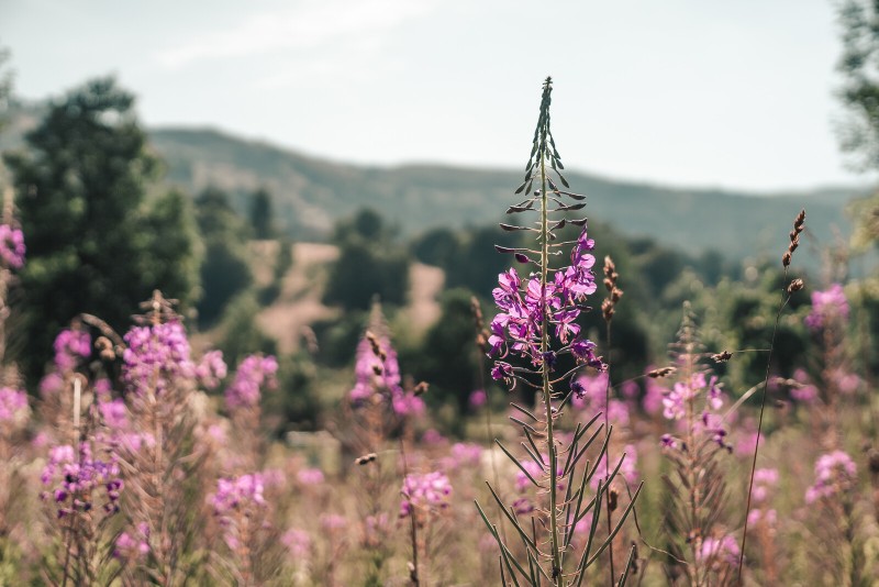 flores et plantes montagnes vallée des belleville